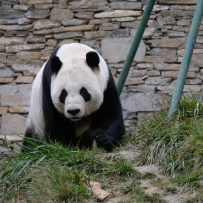 以長(cháng)久堅守赴公益之約，博斯紳威伴大熊貓同行