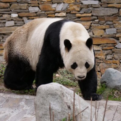 从 “博斯”“绅威” 出发，博斯绅威书写公益担当